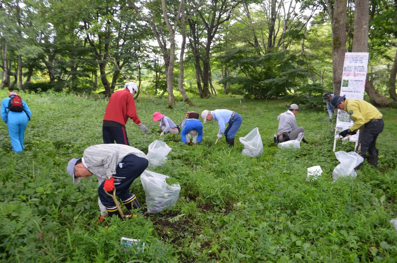 オオハンゴンソウをやっつけろ！外来生物駆除